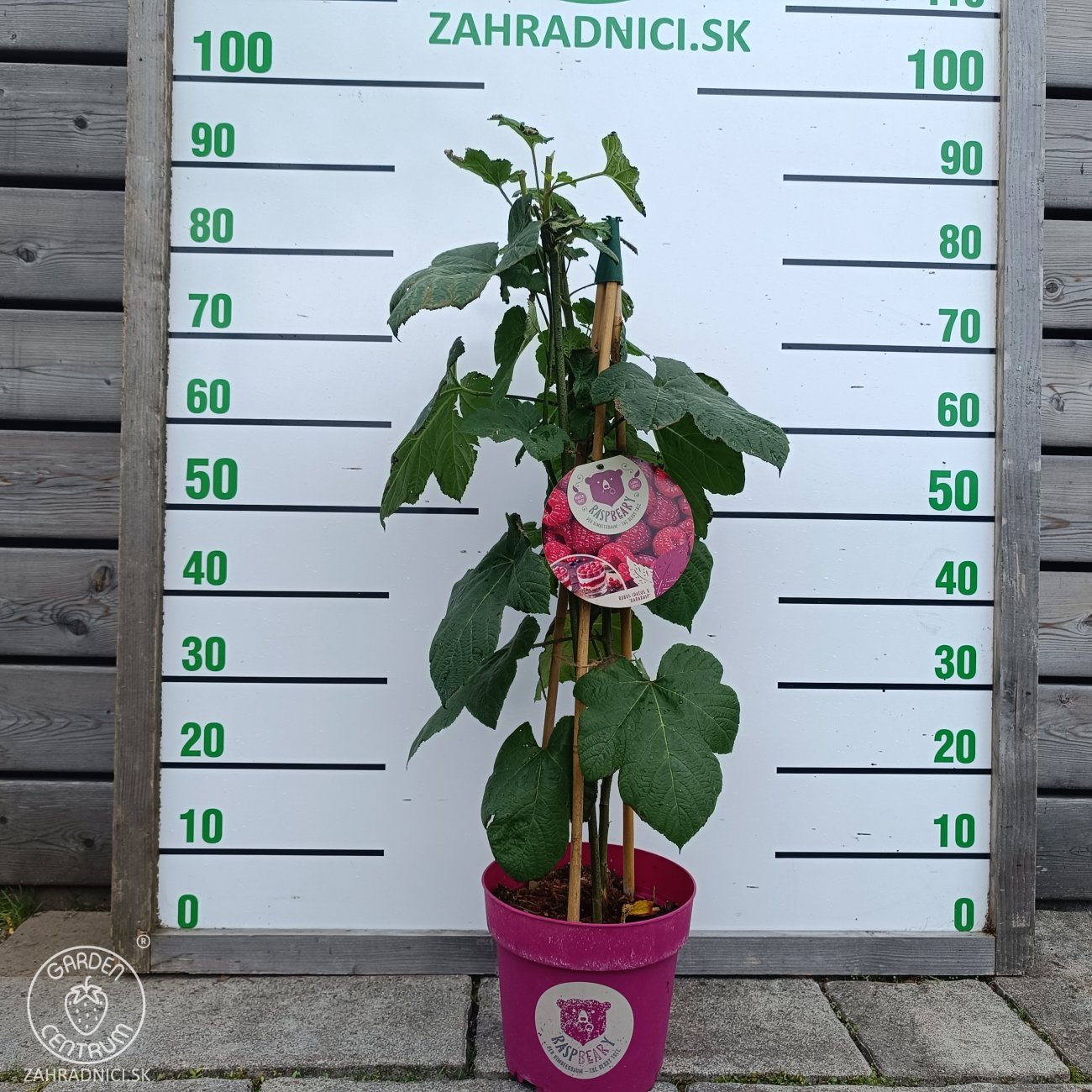 Obrázok Malina - Malinový medveď (Rubus idaeus x 'Hararasp') ´RASPBEARY´® - výška 60-80 cm, kont. C5L - KRÍKOVÁ